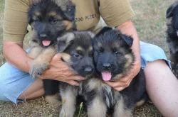 Prodám krásná štěňata německý ovčák