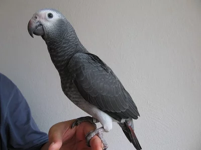 Žako liberijský a Papoušek senegalský