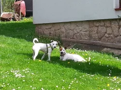 Prodám štěňátka jack russel
