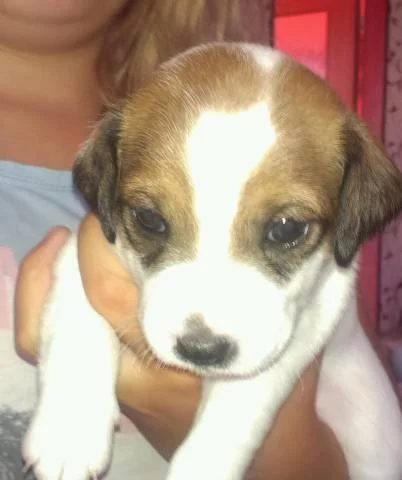 Prodám štěňátka jack russel