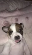 Prodám štěňátka jack russel