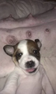 Prodám štěňátka jack russel