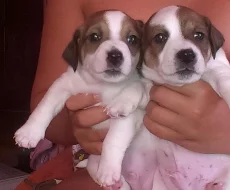 Prodám štěňátka jack russel