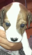 Prodám štěňátka jack russel