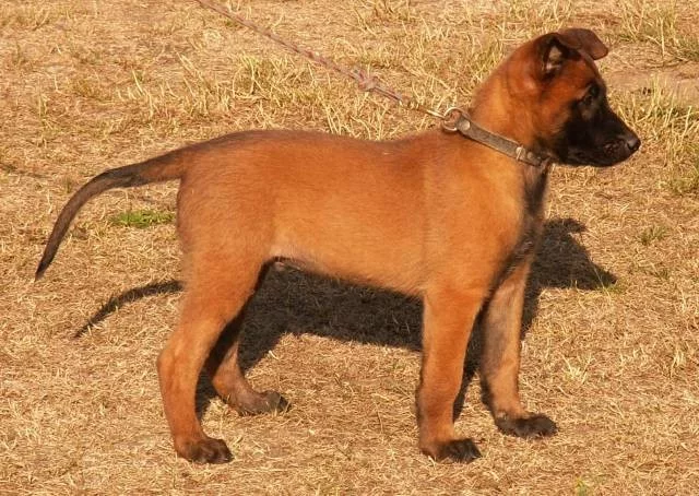 Štěně BO Malinois s PP - pejsek