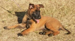 Štěně BO Malinois s PP - pejsek