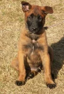 Štěně BO Malinois s PP - pejsek