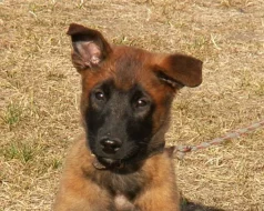 Štěně BO Malinois s PP - pejsek