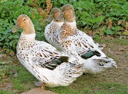 Domácí vykrmené husy, perličky a různé druhy kachen