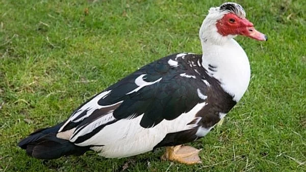 Domácí vykrmené husy, perličky a různé druhy kachen