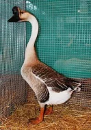 Domácí vykrmené husy, perličky a různé druhy kachen