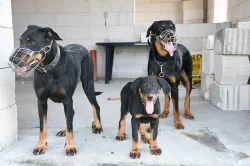 Pejsek Beaucerona s PP