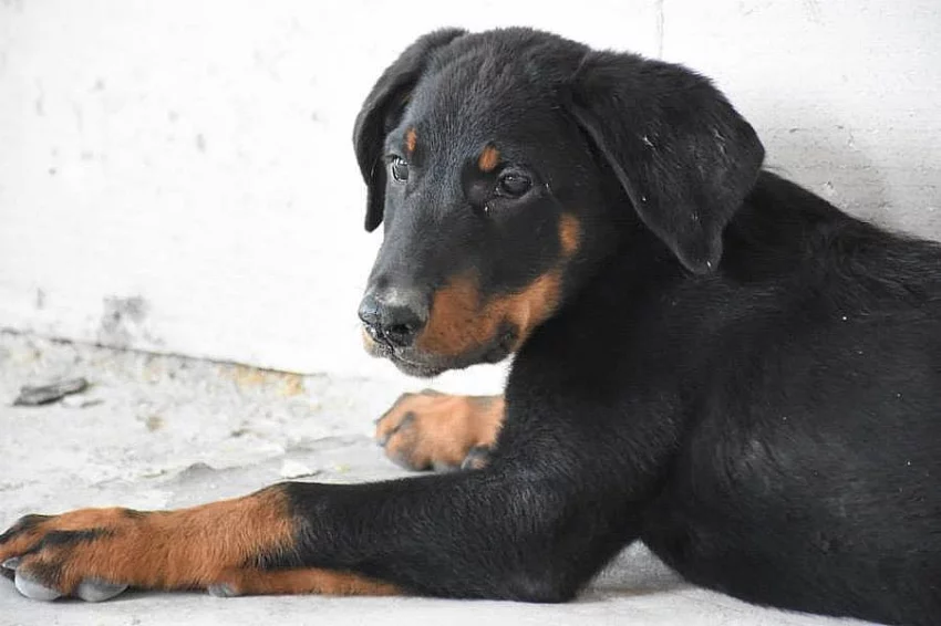 Pejsek Beaucerona s PP