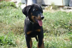 Pejsek Beaucerona s PP
