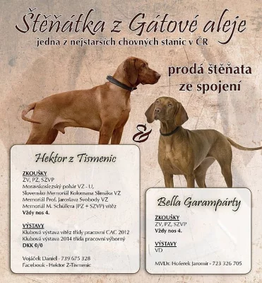 Maďarského ohaře s PP