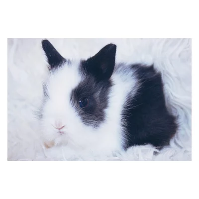 Prodám Teddy králíčky IHNED k odběru