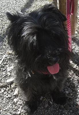 Arčí, malý knírač