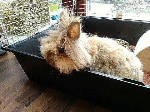 Daruji Teddy králíčka