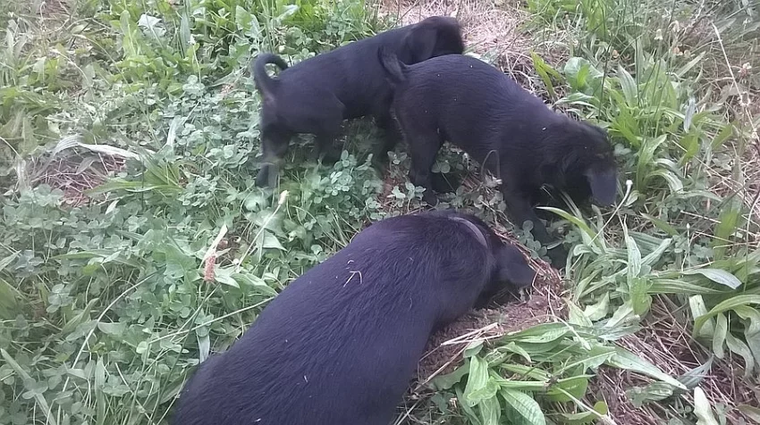 Daruji 2 štěňátka