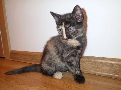 Věnujeme koťátko - kočičku