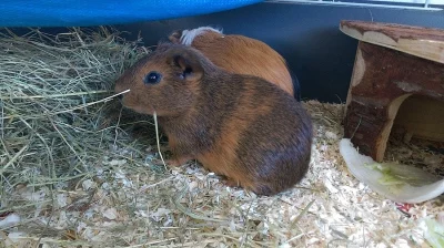 levně spěcha( morčata s klecí)