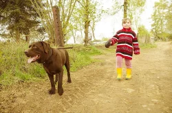 Labradorsky retrivr Štěně