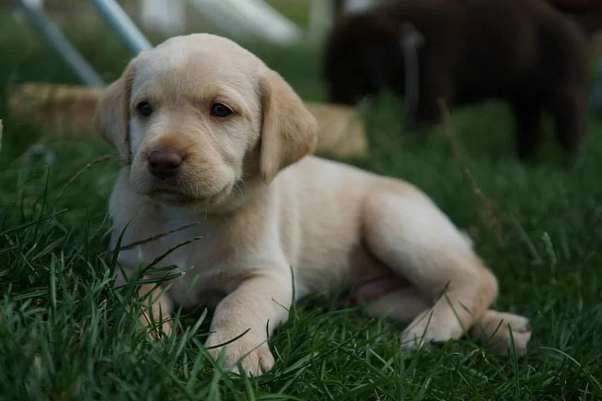 Labradorsky retrivr Štěně