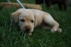 Labradorsky retrivr Štěně