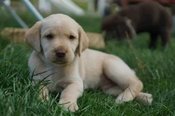 Labradorsky retrivr Štěně