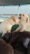 Labradorsky retrivr Štěně