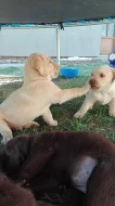 Labradorsky retrivr Štěně