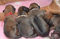 Rhodéský ridgeback štěňata s PP