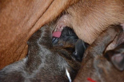 Rhodéský ridgeback štěňata s PP