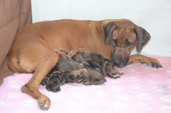 Rhodéský ridgeback štěňata s PP