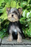yorkshire terrier s PP