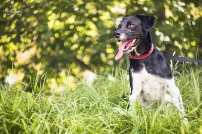 Torpédo Rexík, kříženec ohaře