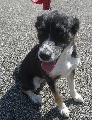 Zlatíčko Bára, kříženec