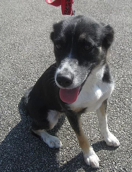 Zlatíčko Bára, kříženec