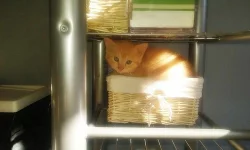 Britsko - Perská koťátka na prodej, ihned k odběru.