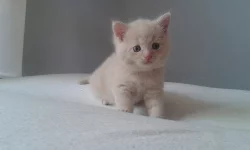 Britsko - Perská koťátka na prodej, ihned k odběru.