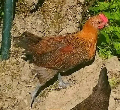 Kohoutek zláta česká kropenka