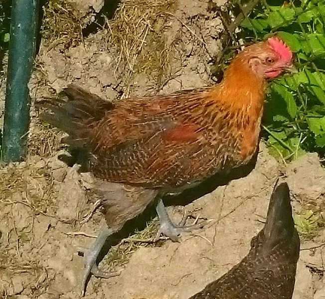 Kohoutek zláta česká kropenka