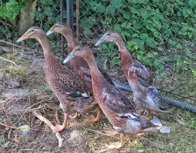 Indický běžec