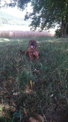 Tosa Inu štěňátka s PP již k odběru