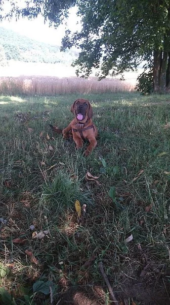 Tosa Inu štěňátka s PP již k odběru