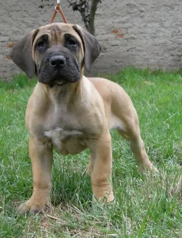 Kanárská doga, dogo canario
