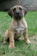 Kanárská doga, dogo canario