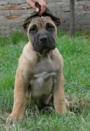 Kanárská doga, dogo canario