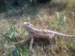 Agama Vousatá