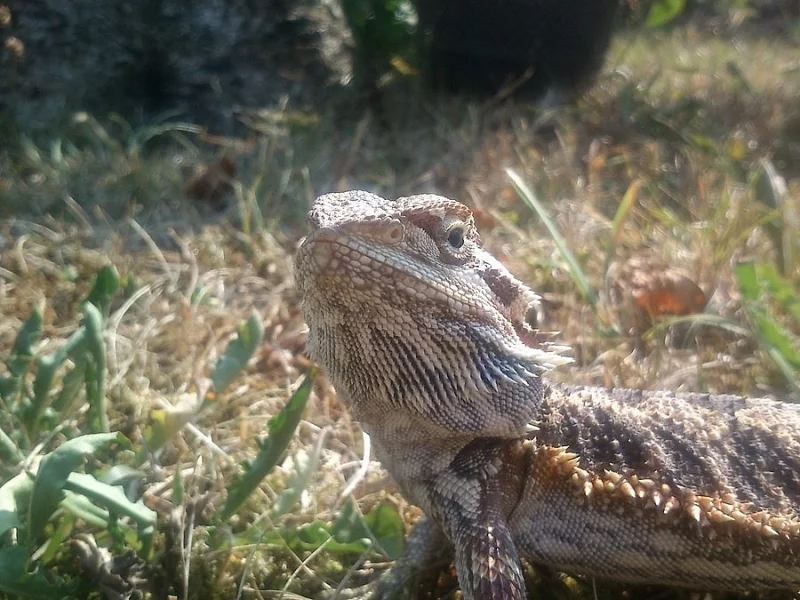 Agama Vousatá